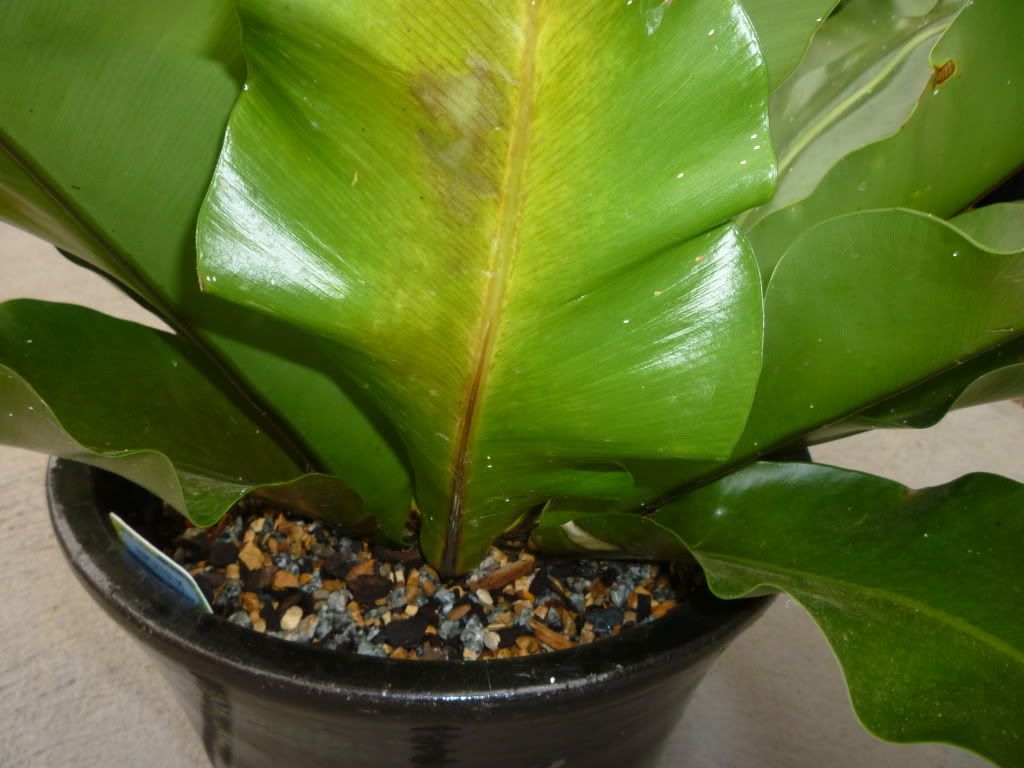 Bird's Nest Fern with yellowing leaves and white dots